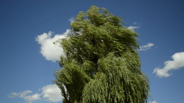 Trauerweide wiegt sich im Wind