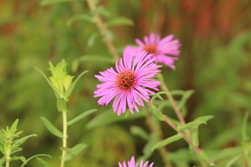 "New York Aster" flowers (or Michaelmas Daisy) in Innsbruck, Austria. Its scientific name is Aster Novi-Belgii, native to Canada and USA. (See my other flowers)