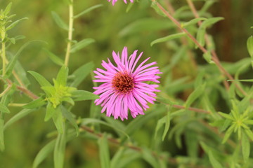 "New York Aster" flowers (or Michaelmas Daisy) in Innsbruck, Austria. Its scientific name is Aster Novi-Belgii, native to Canada and USA. (See my other flowers)