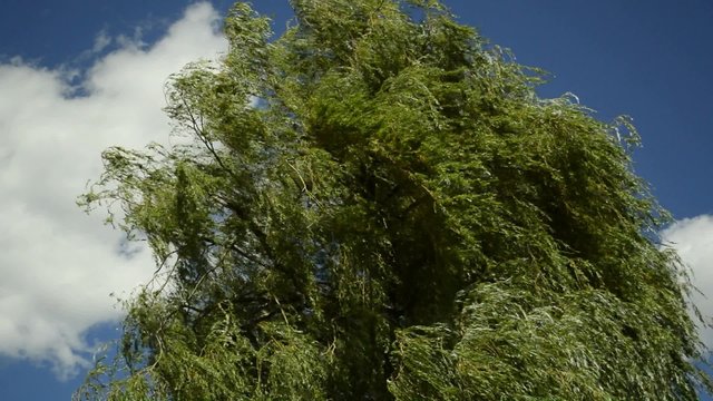 Trauerweide wiegt sich im Wind