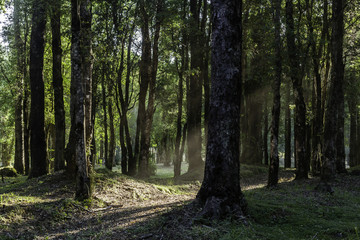 Southern Forests in south of Chile
