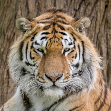 Amur Tiger headshot. Panthera tigris ataica