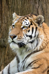 Fototapeta na wymiar Amur Tiger profile head and shoulders. Panthera tigris ataica