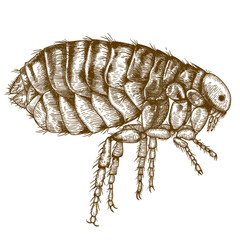 engraving  antique illustration of flea