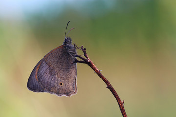 Obraz premium Butterfly - Meadow brown (Maniola jurtina) covered morning dew