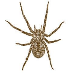 engraving  antique illustration of big spider