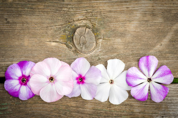 border from flowers phlox on wooden background with copy space