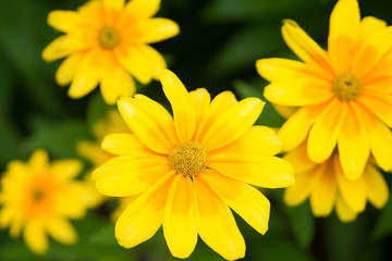 マーガレットの花