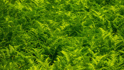 Green leaves background