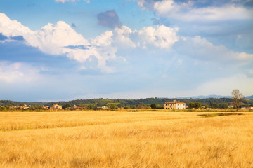 Tuscan countryside with cornfield in the foreground (Italy)