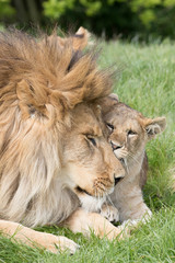 Father and daughter. Lion and lioness cub close together showing affection.