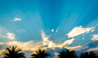 image of silhouette palm tree and clear sky on day time .