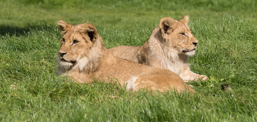 Two male lion cubs lying in grass together.