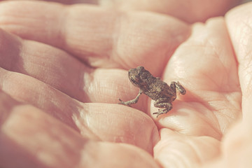 Obraz premium Small young frog in hands of a person during summer