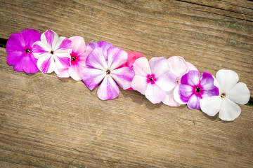 border from flowers phlox on wooden background with copy space