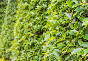 image of Leaf wall for background usage.