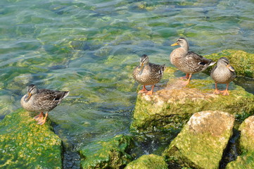 Wild ducks on the lake shore