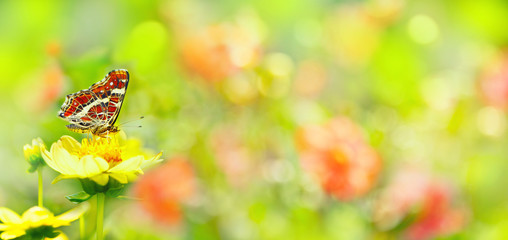 Naklejka premium Lato - Ogród z pięknymi kwiatami i motylem