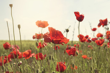 Red poppies at field