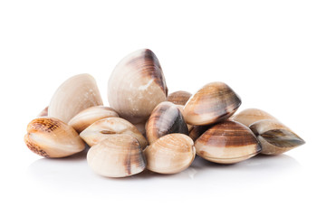 enamel venus shell on a white background