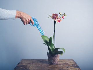Man watering orchid with water pistol