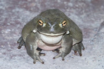 bull frog close up portrait