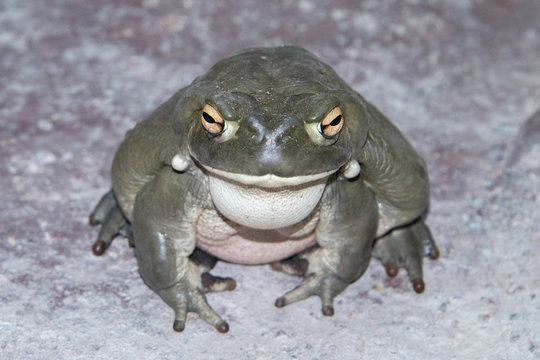 Bull Frog Close Up Portrait