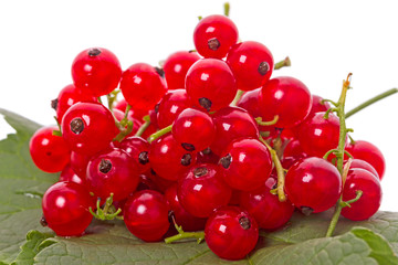 Red currants on a green leaf