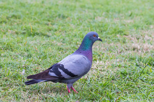 gray pigeon on green grass