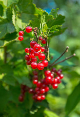 Red currant berries