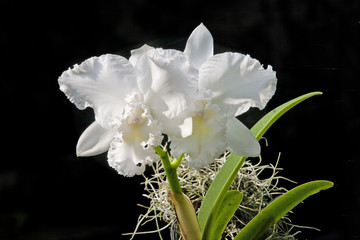 Beautiful orchids.