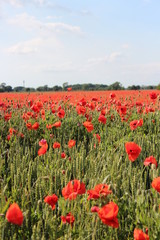 Fototapeta na wymiar Scarlet Poppies in Field of Corn, Summer, England.