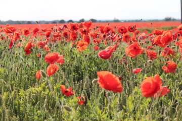 Scarlet Poppies in Field of Corn, Summer, England.