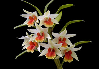 Beautiful orchids.