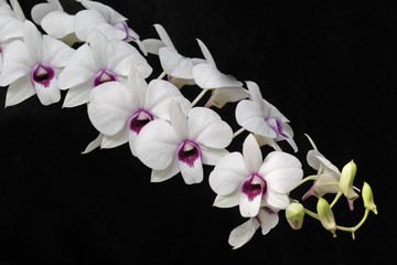Beautiful orchids.