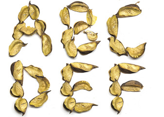 dry leaf alphabet letter a-f set