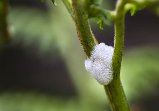 Spittlebug Foam On Plant