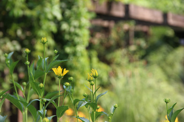Yellow flowers