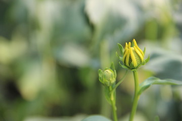 Blooming yellow flower