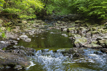 Naklejka na ściany i meble Mountain stream through green forest