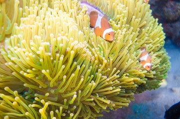 Naklejka na ściany i meble Nemo fish with host anemone