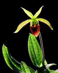 Beautiful orchids.