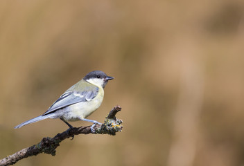 mésange charbonnière