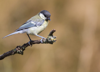 mésange charbonnière