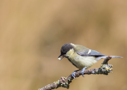 m&eacute;sange charbonni&egrave;re