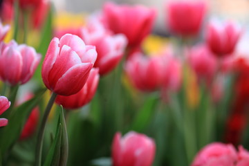 pink tulips in the garden