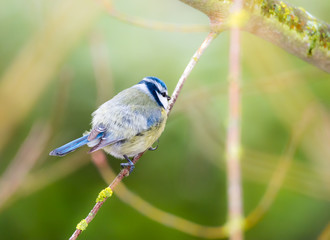 Blue Tit Bird