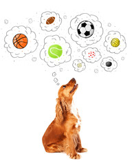 Cute dog with balls in thought bubbles