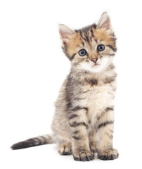 Gray kitten.