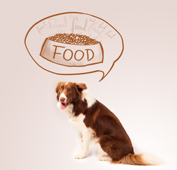 Cute border collie dreaming about food